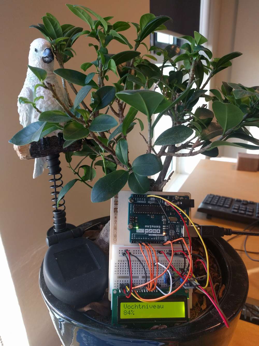 Plant with sensor.